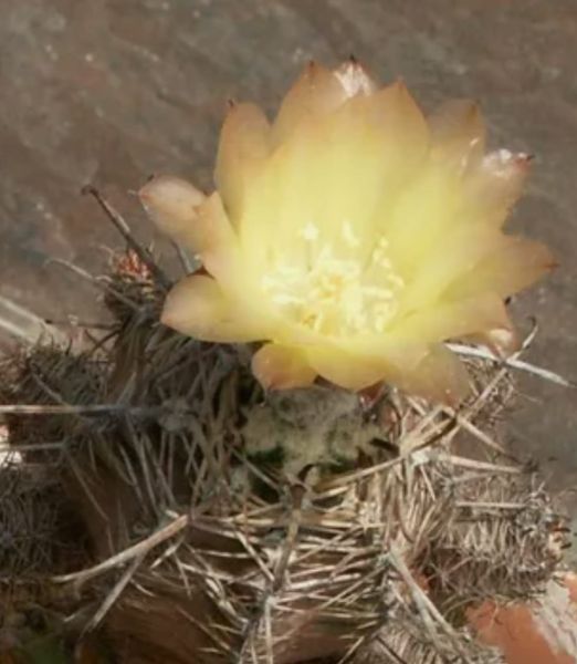 Austrokaktus pauxillus SAR 8283/1